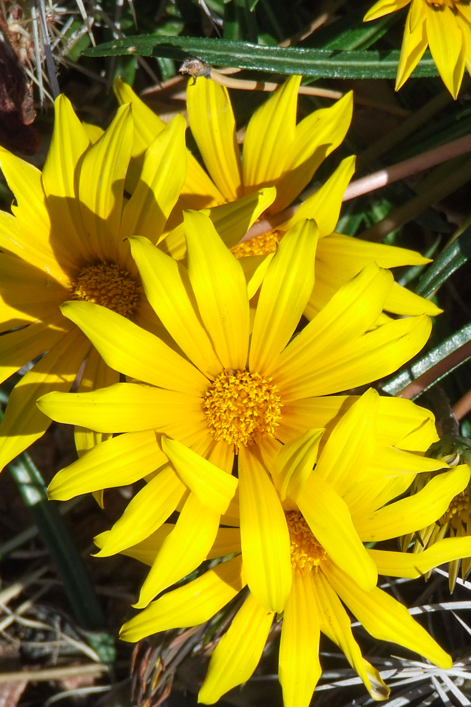 Colorado Gold Gazania